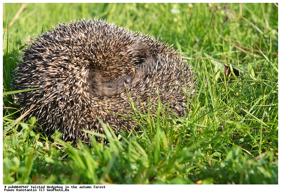 ����, �����, �������������, �����������, �����, ���, ������, ��������, ��������, �������������, �������������, �����, �����, XYZ, ����� ��, ����� ��, ��������� ��, ��������� ��, ���������� ��, ���������� ��, Erinaceus roumanicus, Erinaceus concolor roumanicus