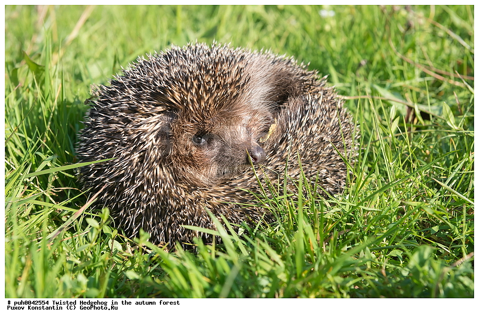 ����, �����, �������������, �����������, �����, ���, ������, ��������, ��������, �������������, �������������, �����, �����, XYZ, ����� ��, ����� ��, ��������� ��, ��������� ��, ���������� ��, ���������� ��, Erinaceus roumanicus, Erinaceus concolor roumanicus