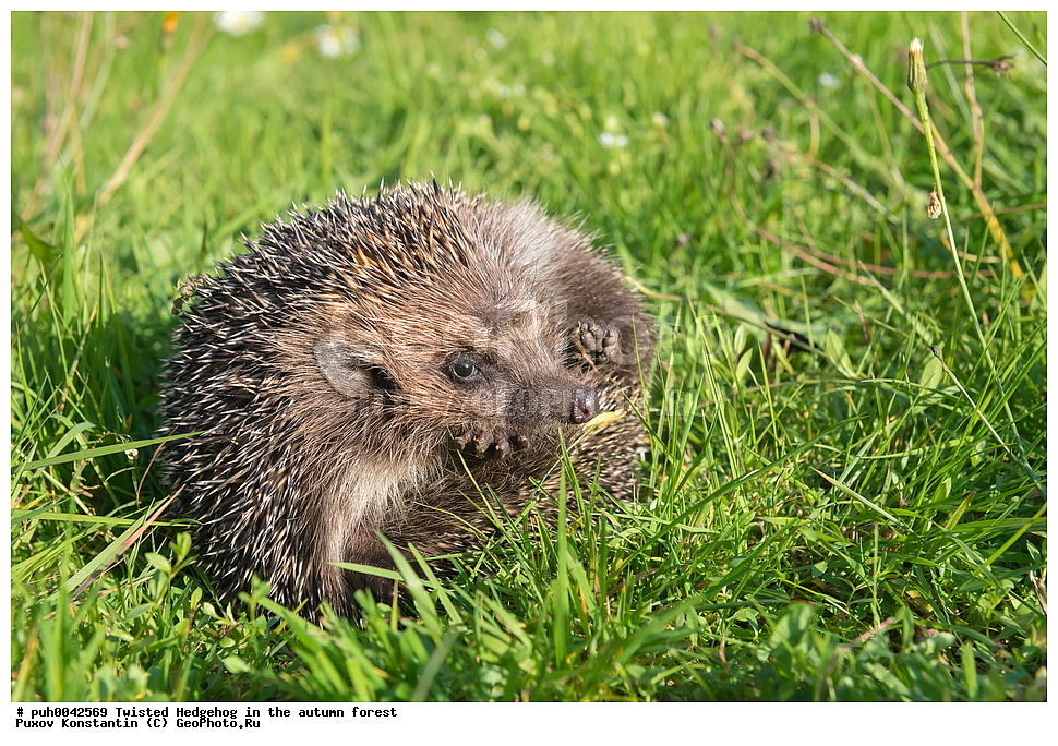����, �����, �������������, �����������, �����, ���, ������, ��������, ��������, �������������, �������������, �����, �����, XYZ, ����� ��, ����� ��, ��������� ��, ��������� ��, ���������� ��, ���������� ��, Erinaceus roumanicus, Erinaceus concolor roumanicus