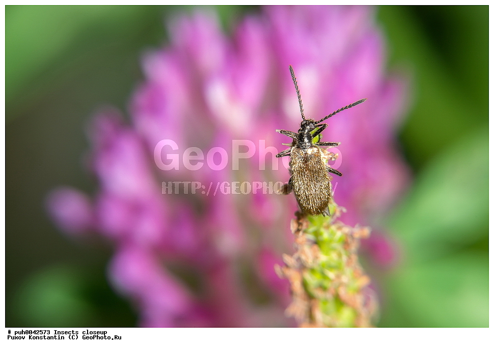 ���������, ��������, ������� ����, ��������������, �������������, ��������������