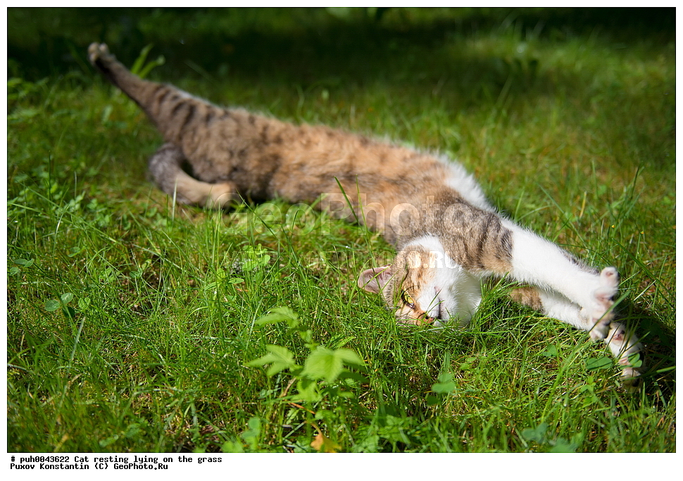 �����, �����, �����, ��������, ��������, �������������, �������������, �����, �����, �������, ������, XYZ, �������, Felidae, �������� �����, Felis catus, Felis silvestris c�tus