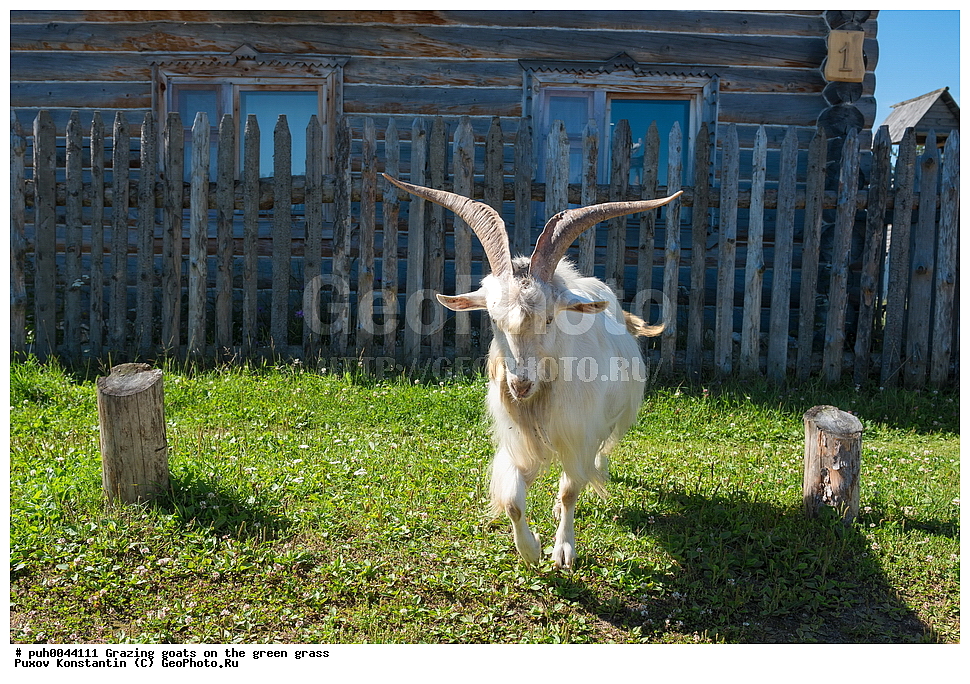 �����, �����, ����, ��������, ��������, �������������, �������������, �����, �����, XYZ, ���������, Bovidae, ���� ��������, Capra aegagrus hircus