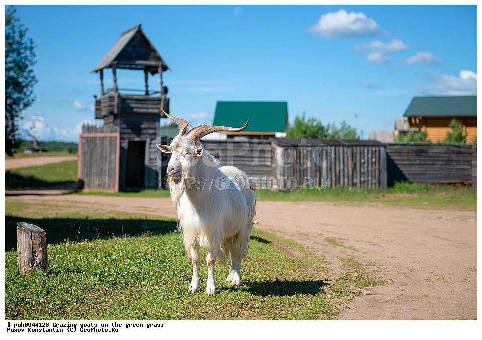 �����, �����, ����, ��������, ��������, �������������, �������������, �����, �����, XYZ, ���������, Bovidae, ���� ��������, Capra aegagrus hircus