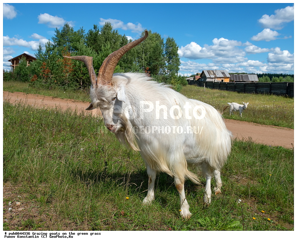 �����, �����, ����, ��������, ��������, �������������, �������������, �����, �����, XYZ, ���������, Bovidae, ���� ��������, Capra aegagrus hircus