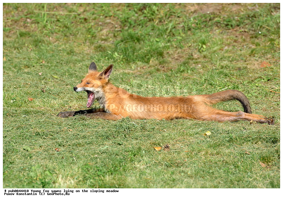 ����, ������, ��������� ���, ���, ��������, ��������, �������������, �������������, �����, �����, �������, ������, XYZ, ������, �������, ������, Canidae, ������������ ������, ����� ������, ����, Vulpes vulpes