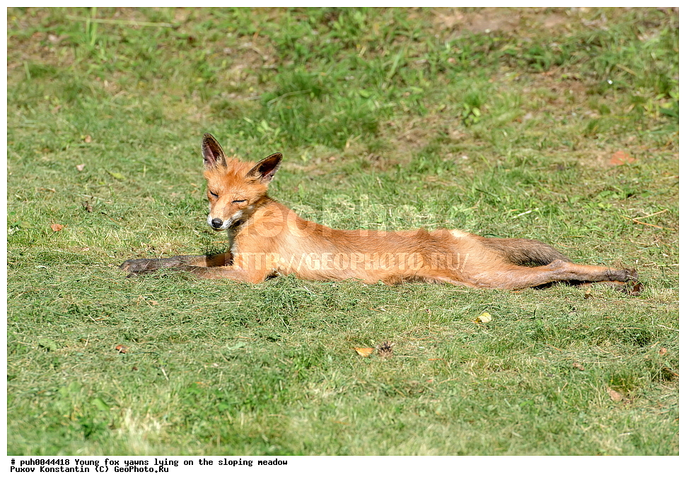 ����, ������, ��������� ���, ���, ��������, ��������, �������������, �������������, �����, �����, �������, ������, XYZ, ������, �������, ������, Canidae, ������������ ������, ����� ������, ����, Vulpes vulpes