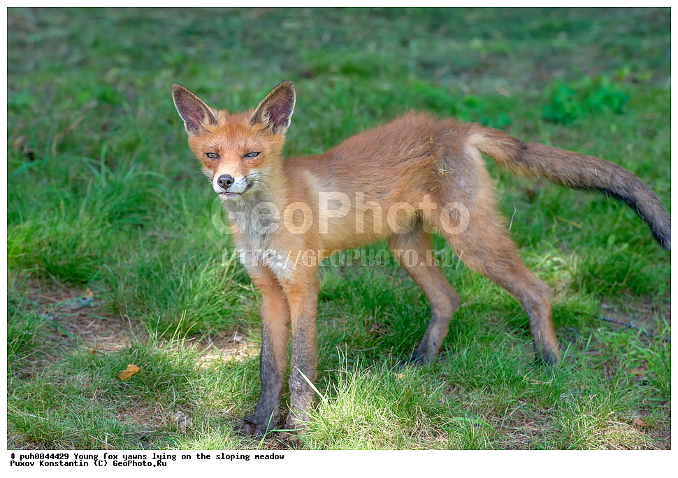 ����, ������, ��������� ���, ���, ��������, ��������, �������������, �������������, �����, �����, �������, ������, XYZ, ������, �������, ������, Canidae, ������������ ������, ����� ������, ����, Vulpes vulpes