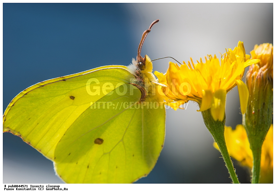 ���������, ��������, ������� ����, ��������������, �������������, ��������������