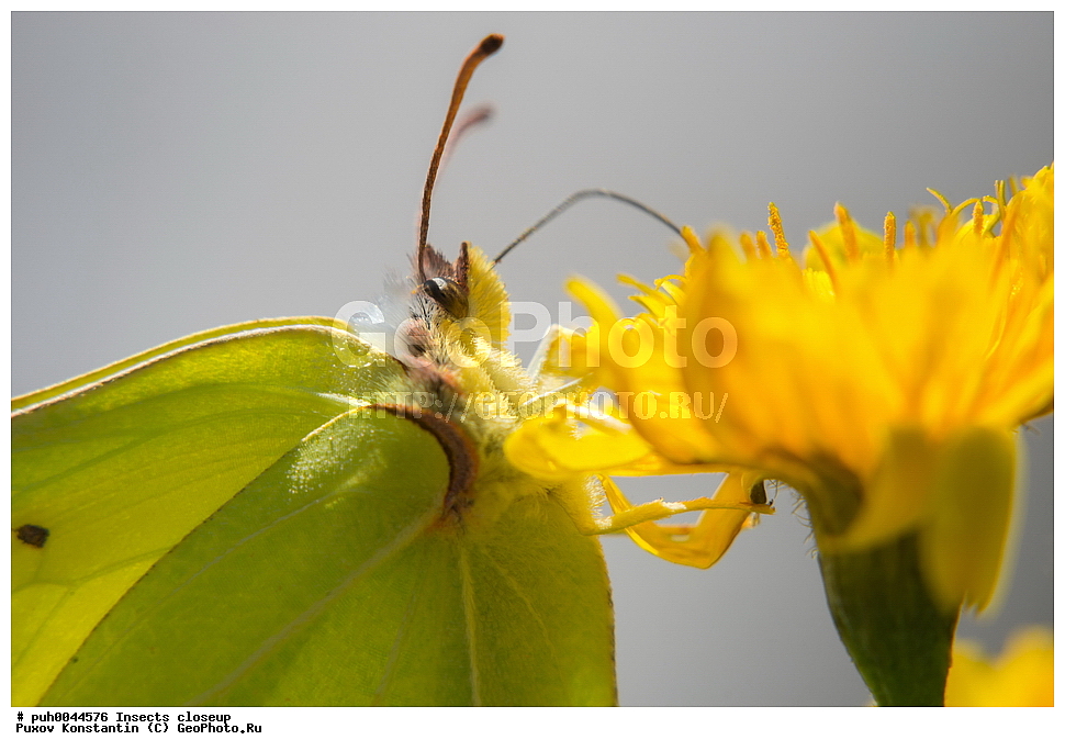 ���������, ��������, ������� ����, ��������������, �������������, ��������������