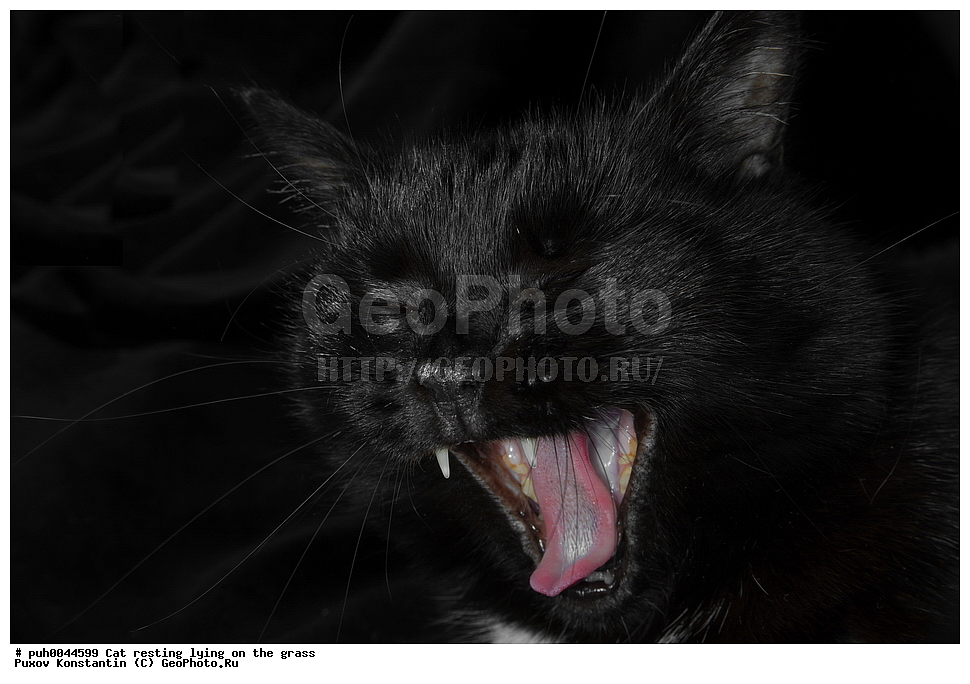 �����, �����, �����, ��������, ��������, �������������, �������������, �����, �����, �������, ������, XYZ, �������, Felidae, �������� �����, Felis catus, Felis silvestris c�tus