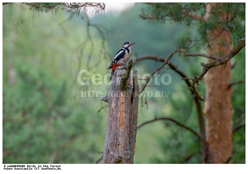 �����, �����, ���