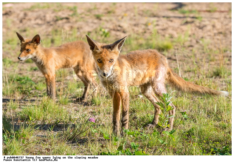 ����, ������, ��������� ���, ���, ��������, ��������, �������������, �������������, �����, �����, �������, ������, XYZ, ������, �������, ������, Canidae, ������������ ������, ����� ������, ����, Vulpes vulpes