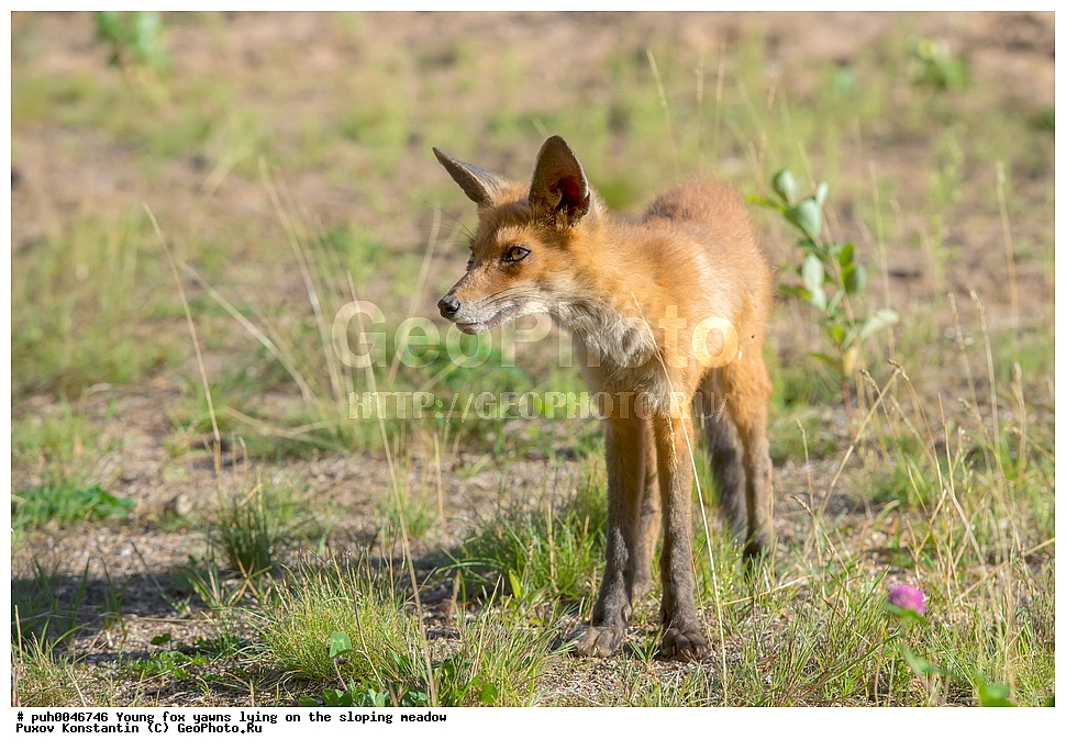 ����, ������, ��������� ���, ���, ��������, ��������, �������������, �������������, �����, �����, �������, ������, XYZ, ������, �������, ������, Canidae, ������������ ������, ����� ������, ����, Vulpes vulpes