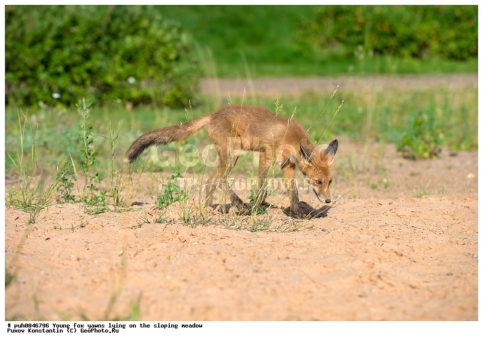 ����, ������, ��������� ���, ���, ��������, ��������, �������������, �������������, �����, �����, �������, ������, XYZ, ������, �������, ������, Canidae, ������������ ������, ����� ������, ����, Vulpes vulpes