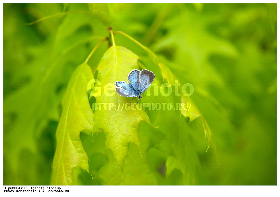 ���������, ��������, ������� ����, ��������������, �������������, ��������������