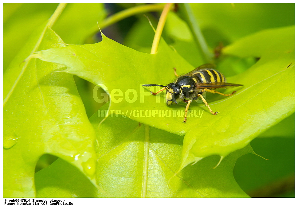 ���������, ��������, ������� ����, ��������������, �������������, ��������������