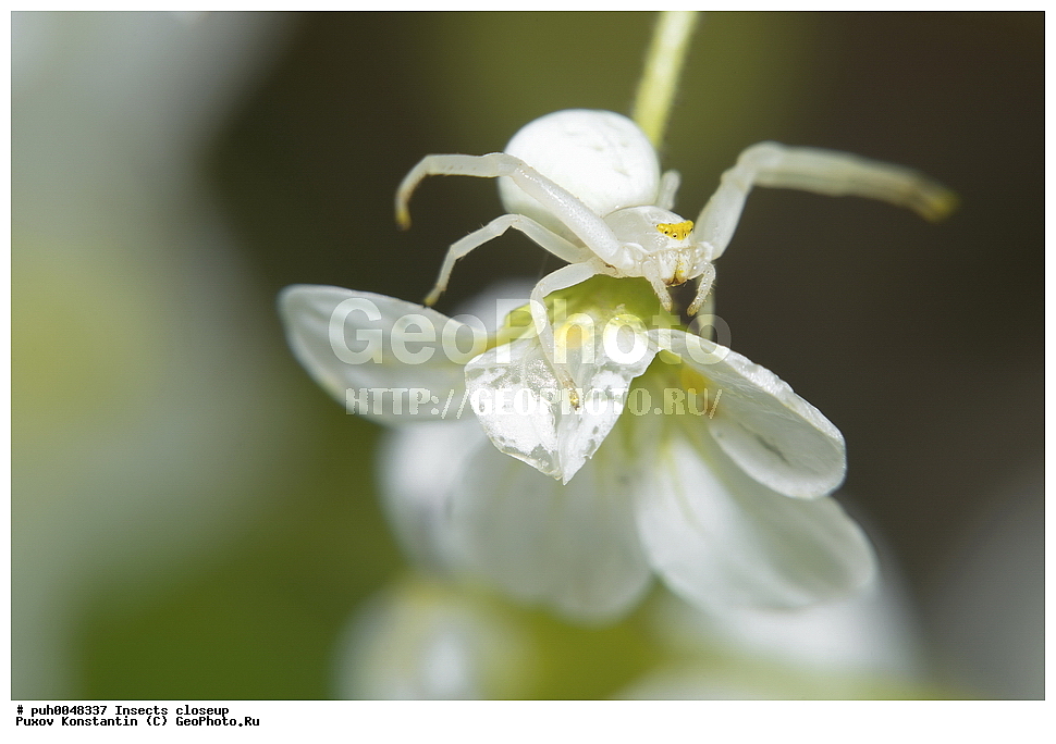 ���������, ��������, ������� ����, ��������������, �������������, ��������������