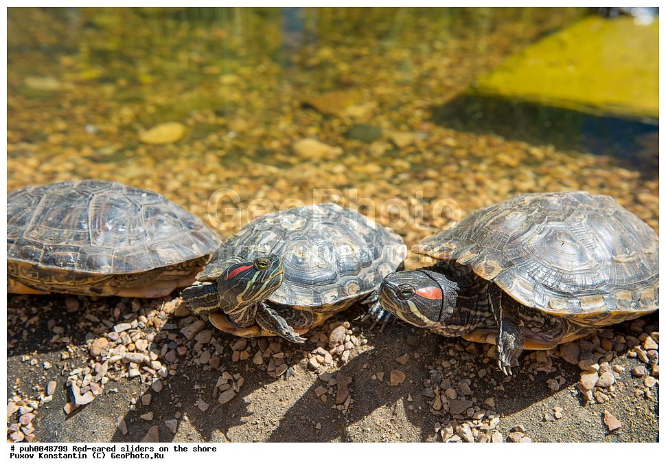 ��������, ����������, �����, ��������, ��������, ��������������, ��������������, ��������, ��������, XYZ, ������������ ������������ ��������, Emydidae, ���������� ��������, ����������� ��������, Trachemys scripta