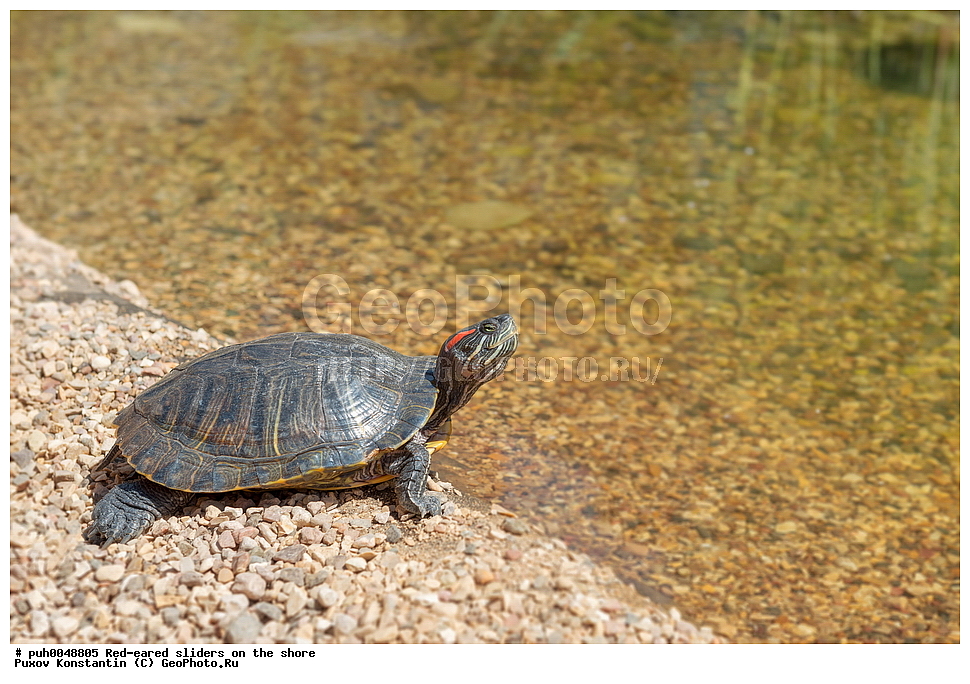 ��������, ����������, �����, ��������, ��������, ��������������, ��������������, ��������, ��������, XYZ, ������������ ������������ ��������, Emydidae, ���������� ��������, ����������� ��������, Trachemys scripta