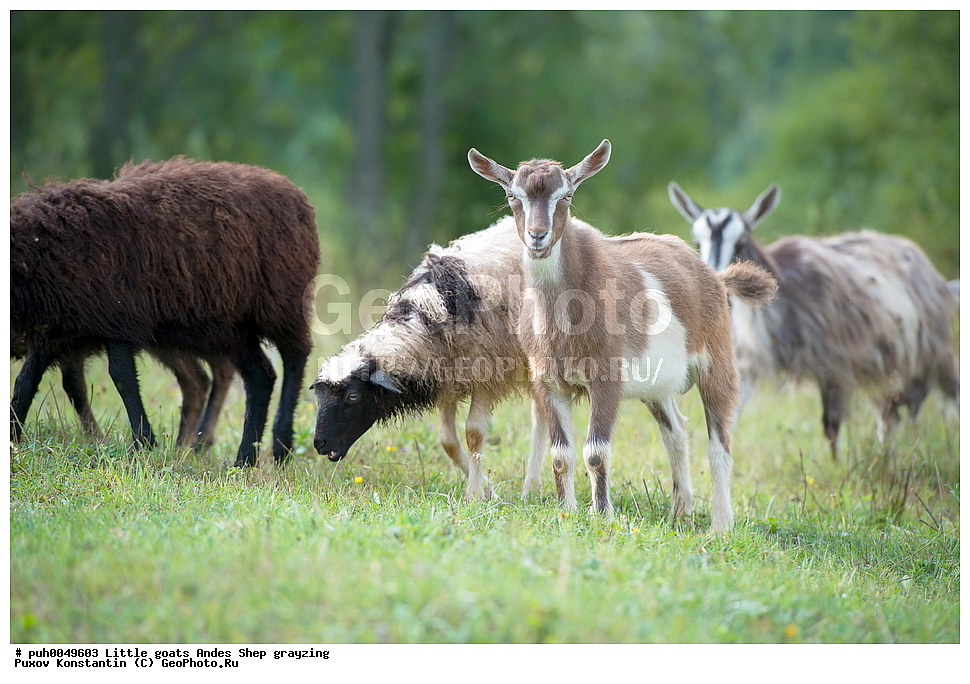 ��������, �������, ����, ������, ����