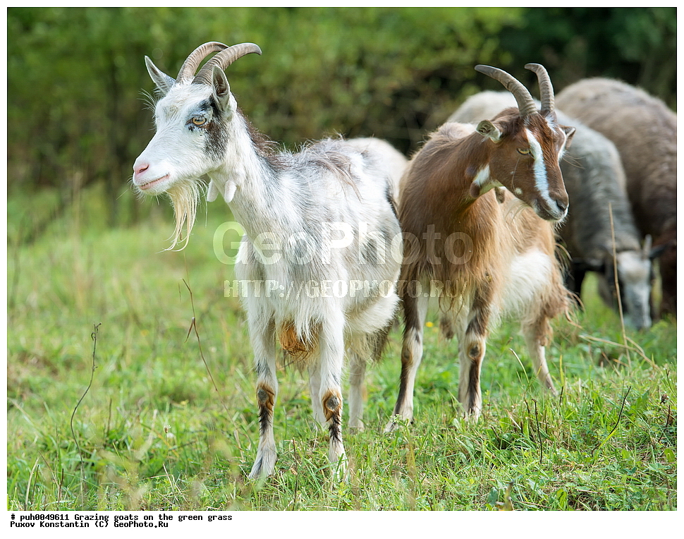 �����, �����, ����, ��������, ��������, �������������, �������������, �����, �����, XYZ, ���������, Bovidae, ���� ��������, Capra aegagrus hircus