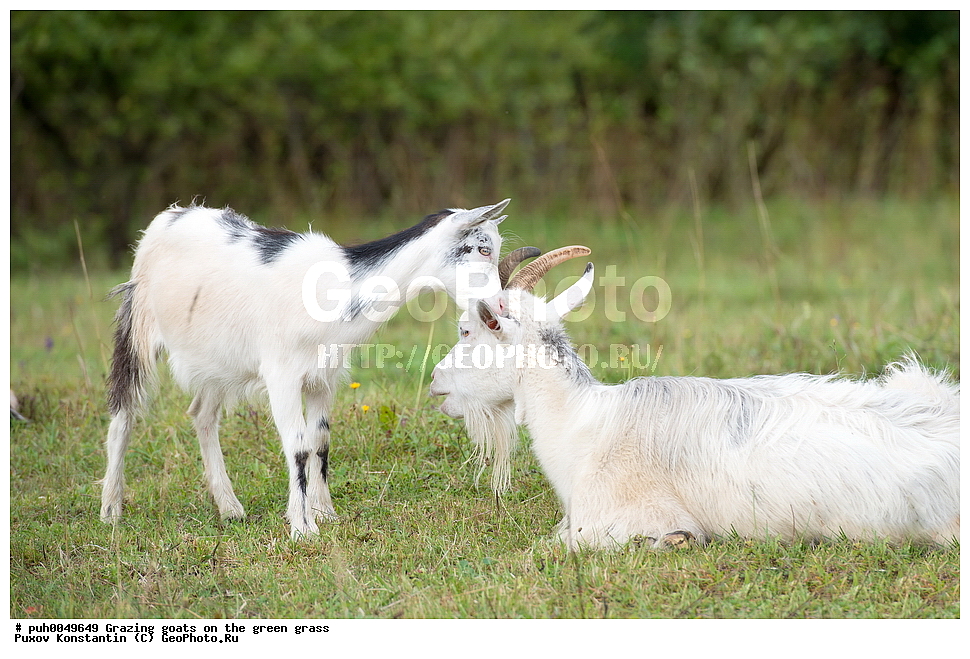 �����, �����, ����, ��������, ��������, �������������, �������������, �����, �����, XYZ, ���������, Bovidae, ���� ��������, Capra aegagrus hircus