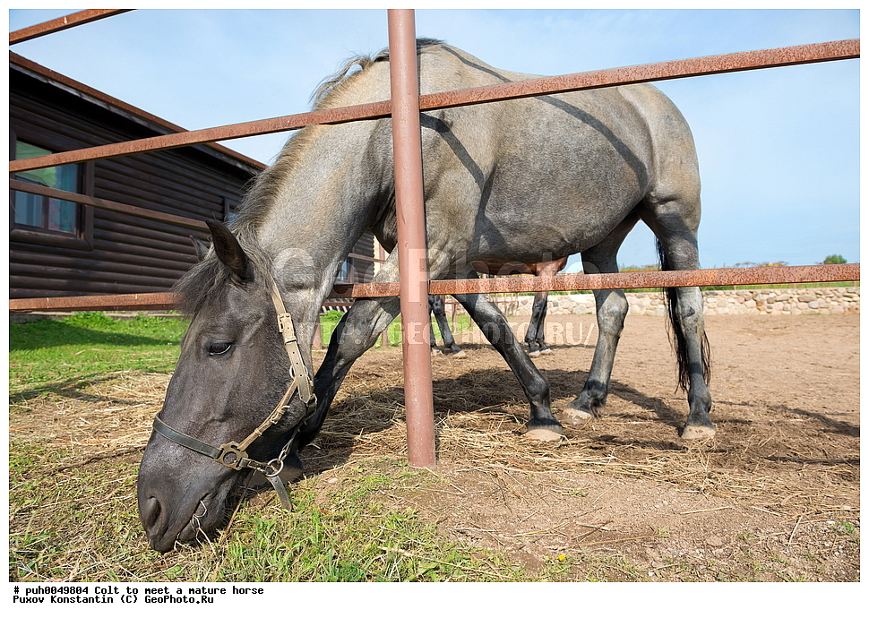 ���������, ������, ����������