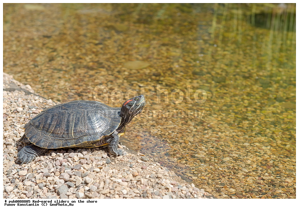 ��������, ����������, �����, ��������, ��������, ��������������, ��������������, ��������, ��������, XYZ, ������������ ������������ ��������, Emydidae, ���������� ��������, ����������� ��������, Trachemys scripta