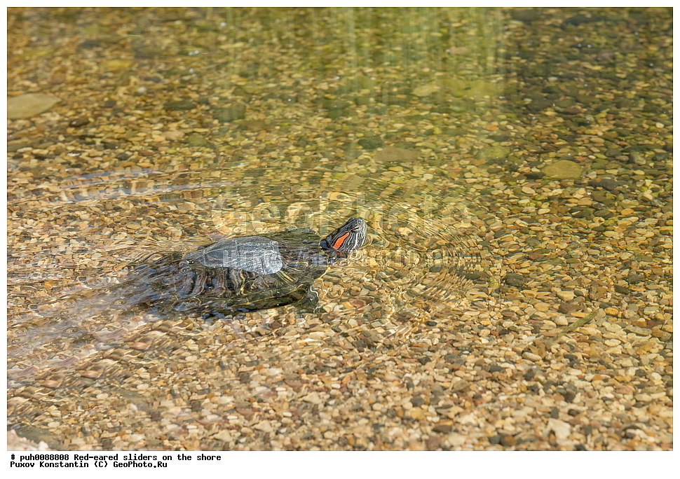 ��������, ����������, �����, ��������, ��������, ��������������, ��������������, ��������, ��������, XYZ, ������������ ������������ ��������, Emydidae, ���������� ��������, ����������� ��������, Trachemys scripta