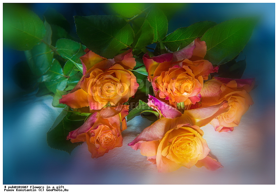 �����, ��������, ����, �������, ��������