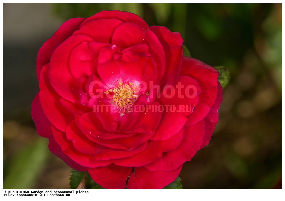 ��������, �����, ������� ��������, ������������ ��������, ���������