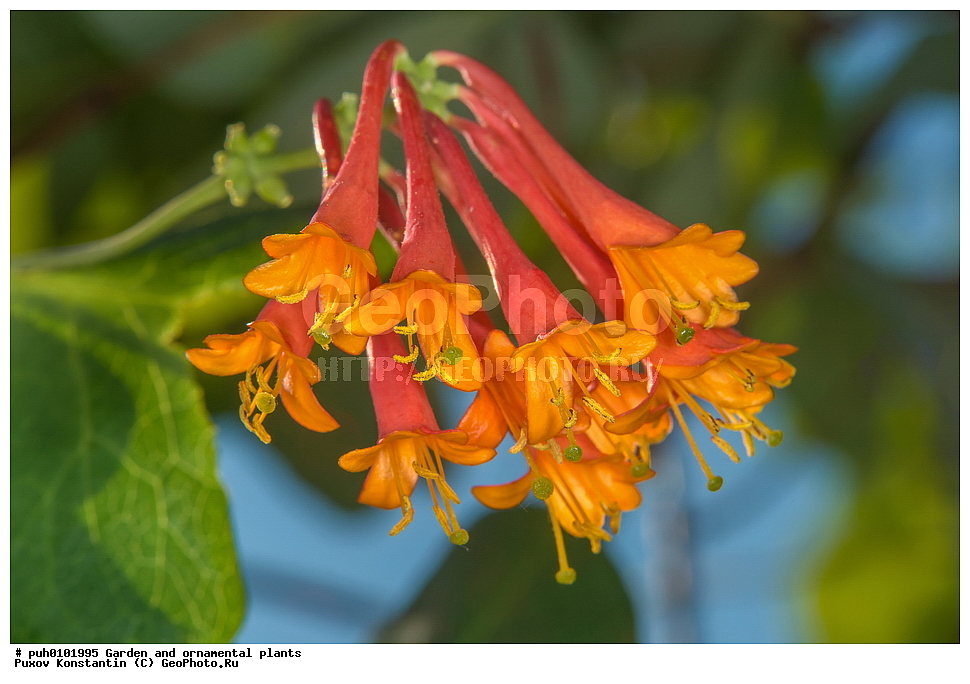 ��������, �����, ������� ��������, ������������ ��������, ���������