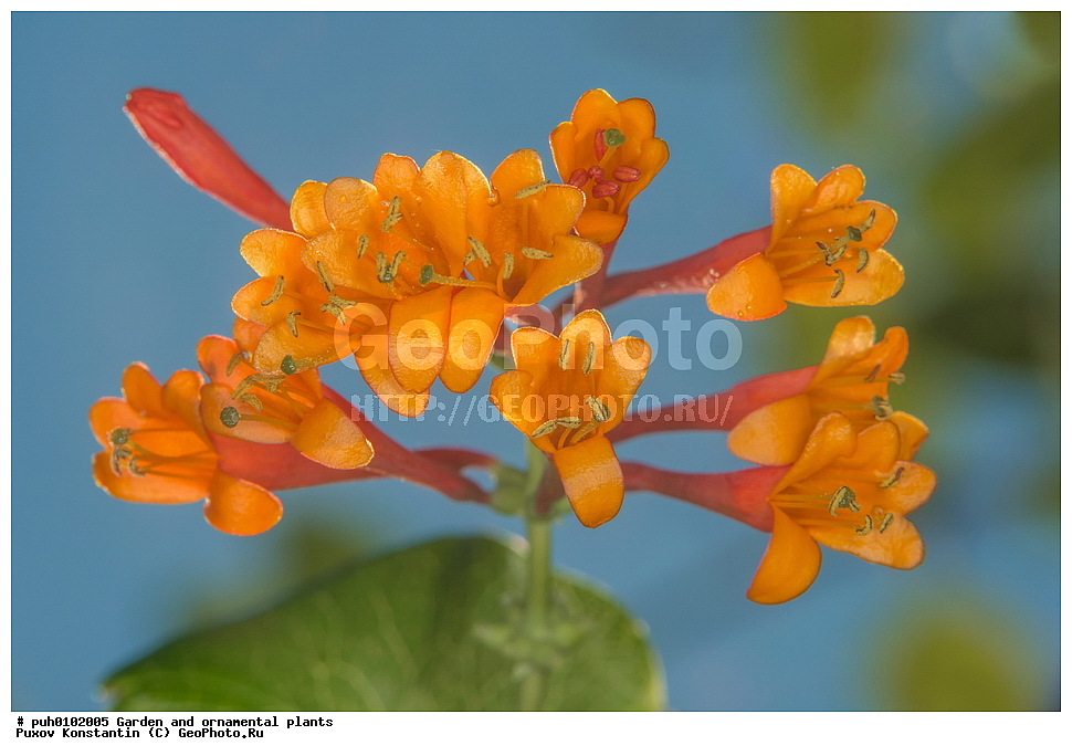 ��������, �����, ������� ��������, ������������ ��������, ���������