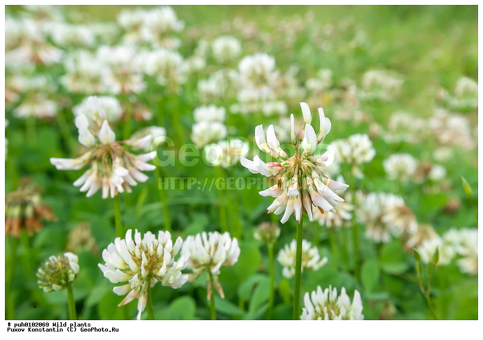 ��������, ������, �����, ����� ��������, ���������