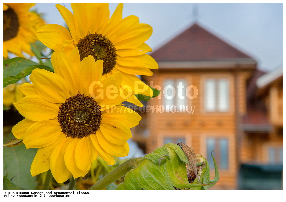 ��������, �����, ������� ��������, ������������ ��������, ���������, ��������, �����, ������ ��������, ���������� ��������, ������� ��������, ������, �����, XYZ, ��������, �������������, Asteraceae, Compositae, ������������ ����������, ������������ ���������, Helianthus annuus, �������������������� ��������, ���������� ��������, ������������, ������������