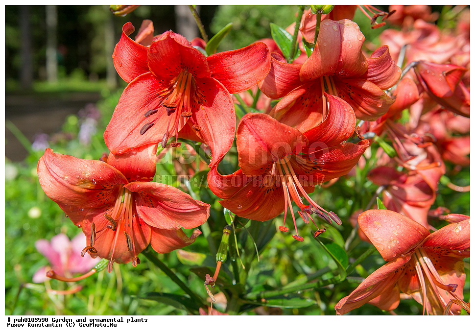 ��������, �����, ������� ��������, ������������ ��������, ���������