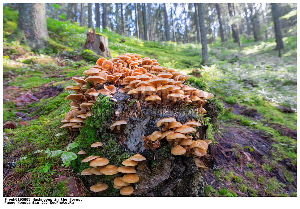 �����, ���, ��������, ������, �����, ���������