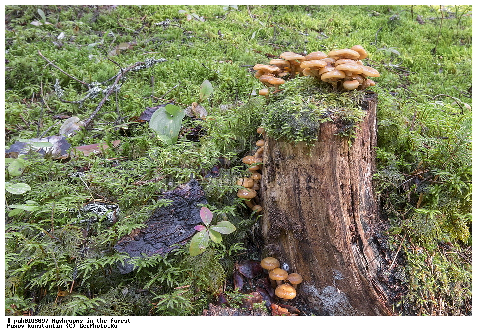 �����, ���, ��������, ������, �����, ���������