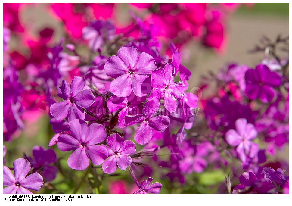 ��������, �����, ������� ��������, ������������ ��������, ���������, ������ ��������, �����, ���������� ��������, ������� ��������, ������� ��������, ������, �����, XYZ, ���������, ������������, Polemoniaceae, ����� �����������, Phlox paniculata, ����������� ��������, �����, ����������� ��������, �����, ����������� ��������, �����������, ������������ ��������, ������������ ��������, ������������, ������������ �����������, �����������, ������������