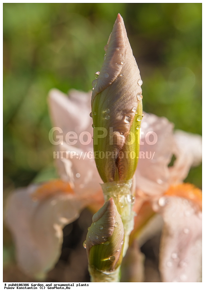 ��������, �����, ������� ��������, ������������ ��������, ���������