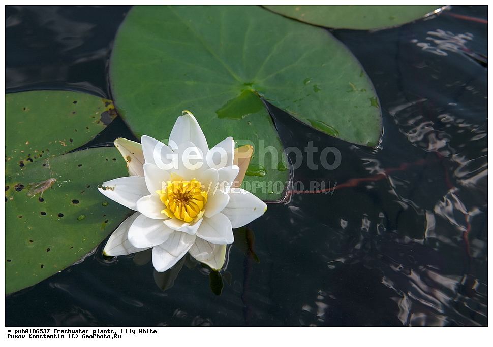 ��������, ������, ������, ������������ ��������, �������� �����, ��������, ������, ���������, ��������, �����, ������ ��������, ���������� ��������, ������������ ��������, ������������ ��������, ������, �����, XYZ, �����������, ���������, Nymphaeaceae, �������� �����-�����, �������� �����������, �������� ������-�����, �������� ����������, Nymphaea candida, ������������ ��������, ������������ ��������, ����������� ��������, �����, ����������� ��������, �����, ����������� ��������, �����������, �����������, ������������ ��������, ������������ ��������, ������������, ������������, ������������, �����������, ������ ��������, ������ ��������, ������
