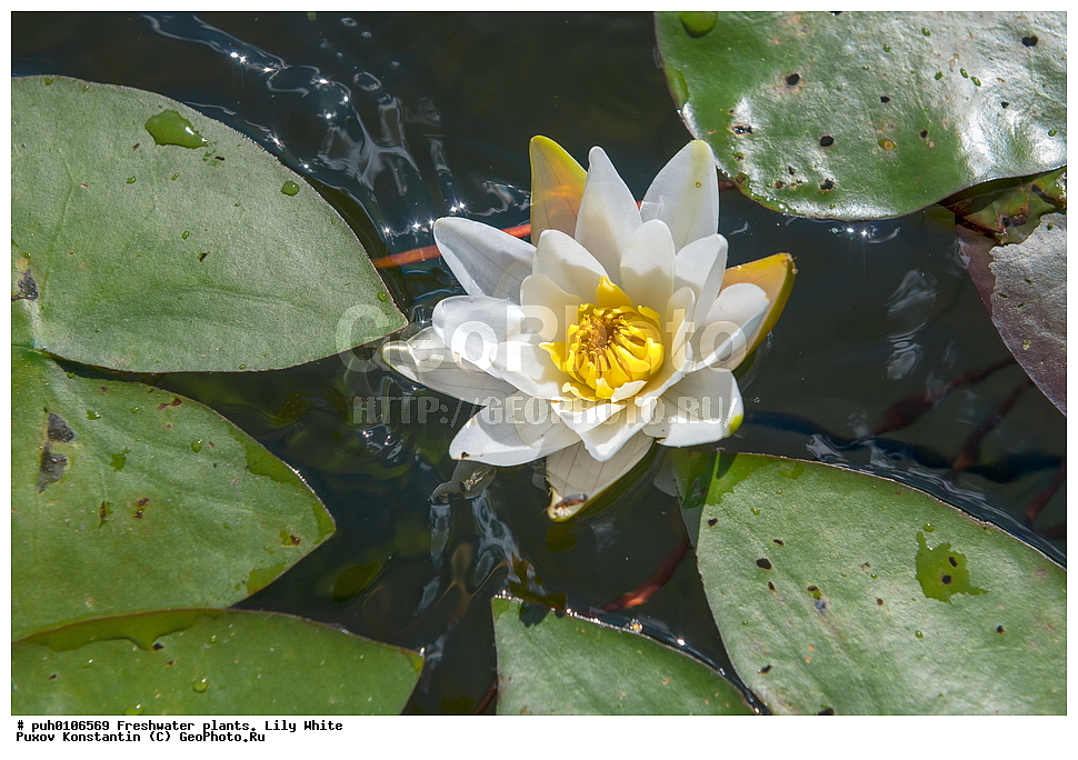 ��������, ������, ������, ������������ ��������, �������� �����, ��������, ������, ���������, ��������, �����, ������ ��������, ���������� ��������, ������������ ��������, ������������ ��������, ������, �����, XYZ, �����������, ���������, Nymphaeaceae, �������� �����-�����, �������� �����������, �������� ������-�����, �������� ����������, Nymphaea candida, ������������ ��������, ������������ ��������, ����������� ��������, �����, ����������� ��������, �����, ����������� ��������, �����������, �����������, ������������ ��������, ������������ ��������, ������������, ������������, ������������, �����������, ������ ��������, ������ ��������, ������