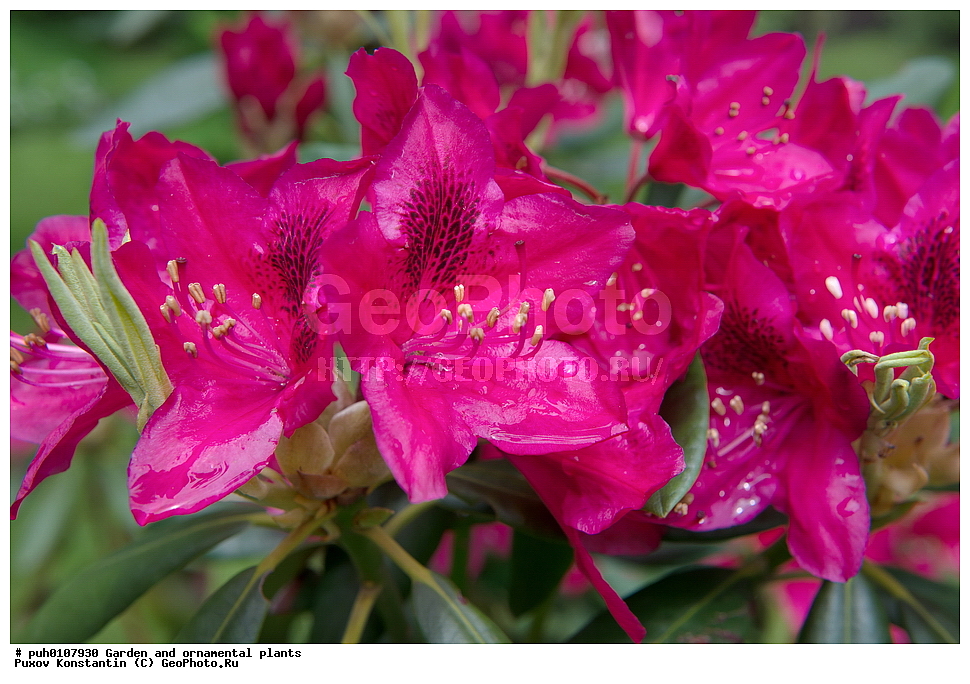 ��������, �����, ������� ��������, ������������ ��������, ���������, ���������, ����������, ������������ ��������, ������������ ��������, ������������, ������������ �����������, �����������, ������������, ���������, �����, ����������