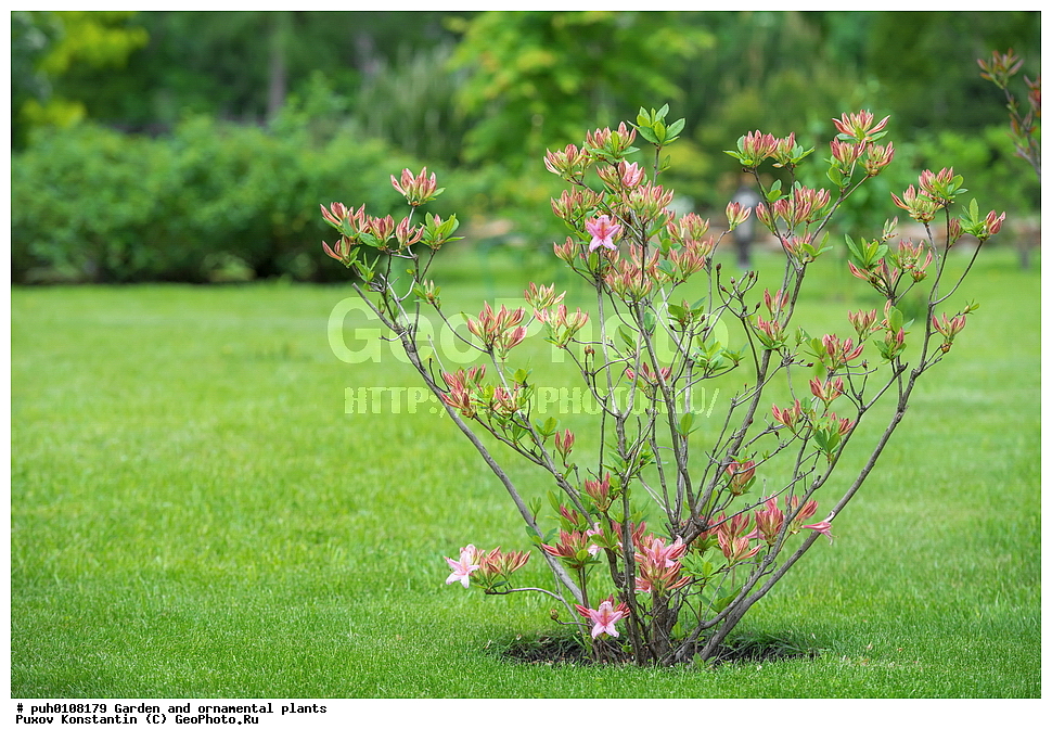 ��������, �����, ������� ��������, ������������ ��������, ���������, ��������, �����, ������ ��������, ���������� ��������, ������� ��������, ������, �����, XYZ, ����������, Ericaceae, ������ ���������������, ������ ������, ������ ������, ����������� ����������� ������ ������, ���� ������, Rhododendron � mollis, Rhododendron x kosterianum, Rhododendron x kosteranum, ���������, ����������, ������������ ��������, ������������ ��������, ������������, ������������ �����������, �����������, ������������, ���������, �����, ����������