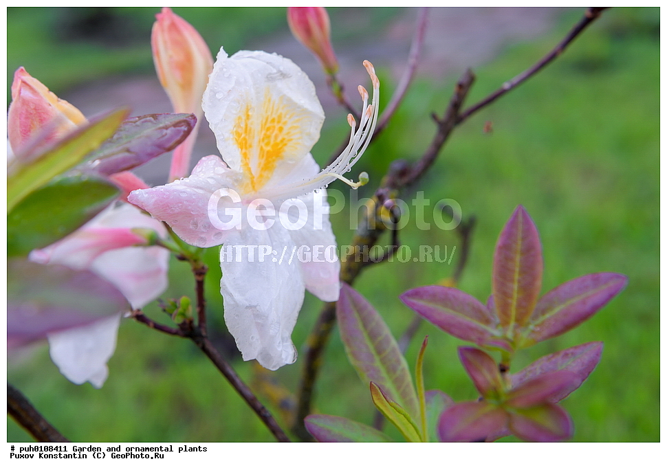 ��������, �����, ������� ��������, ������������ ��������, ���������, ��������, �����, ������ ��������, ���������� ��������, ������� ��������, ������, �����, XYZ, ����������, Ericaceae, ������ ���������������, ������ ������, ������ ������, ����������� ����������� ������ ������, ���� ������, Rhododendron � mollis, Rhododendron x kosterianum, Rhododendron x kosteranum, ���������, ����������, ������������ ��������, ������������ ��������, ������������, ������������ �����������, �����������, ������������, ���������, �����, ����������