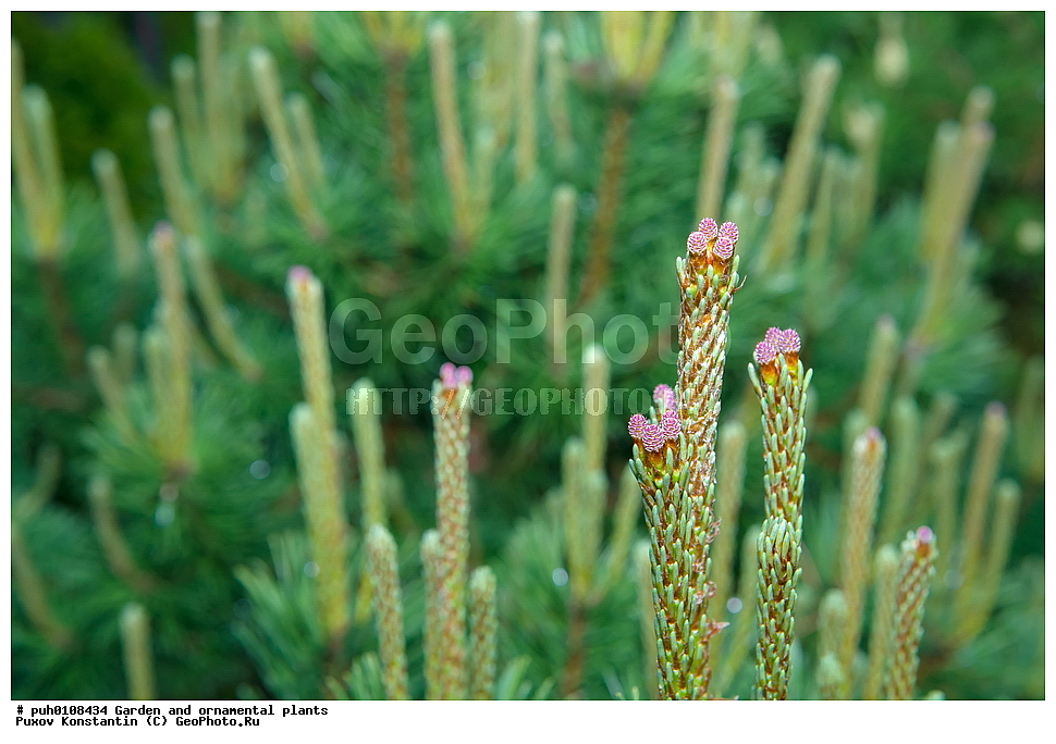 ��������, �����, ������� ��������, ������������ ��������, ���������