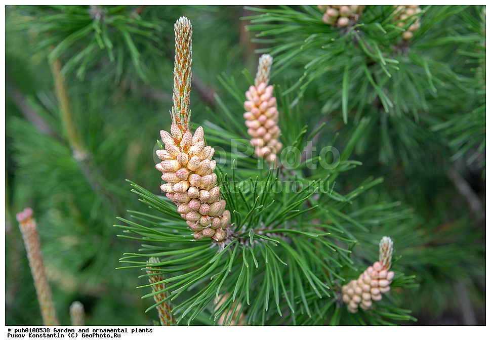 ��������, �����, ������� ��������, ������������ ��������, ���������