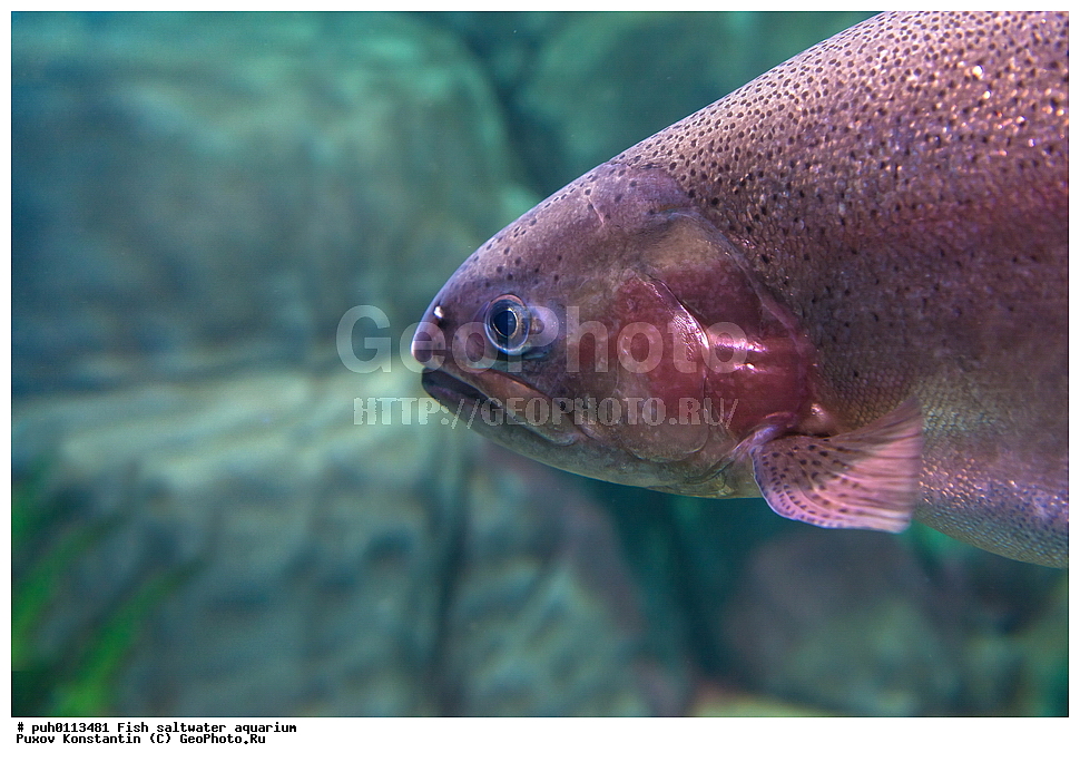 ����, ��������, ������� ����, ����������� ����