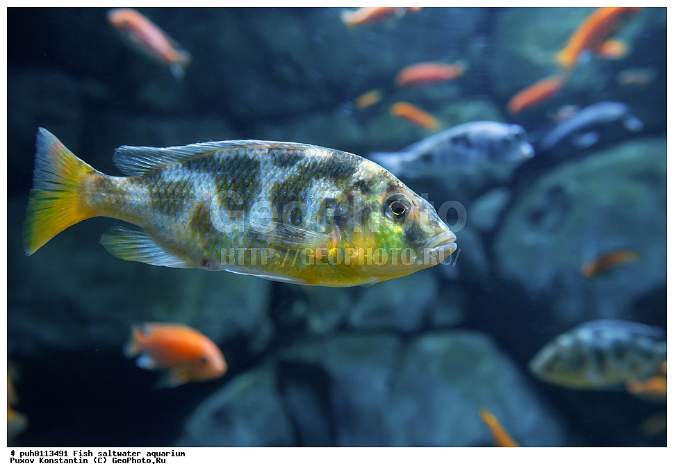 ����, ��������, ������� ����, ����������� ����