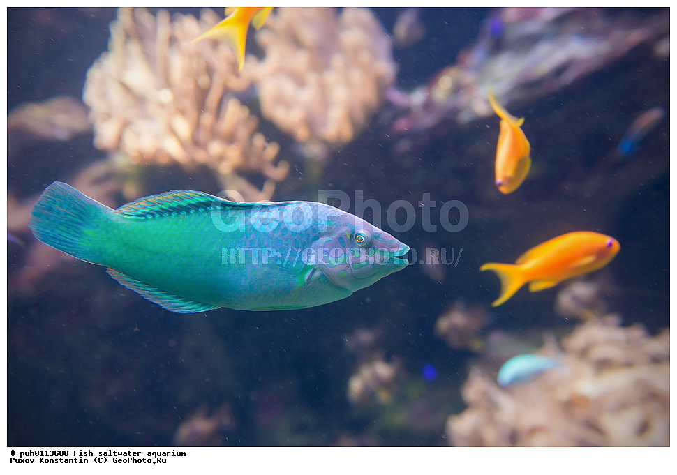 ����, ��������, ������� ����, ����������� ����